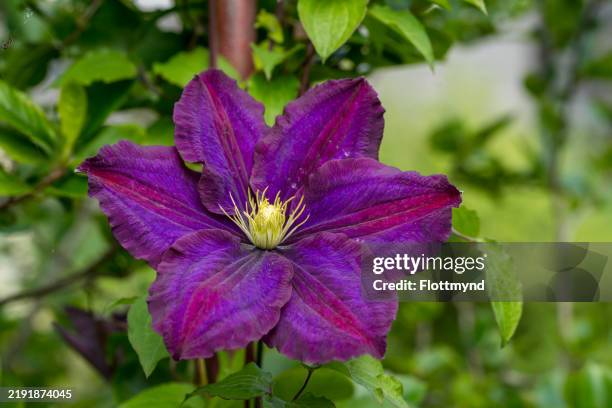 purple clematis - clematis 'jackmanii - clematis stock pictures, royalty-free photos & images