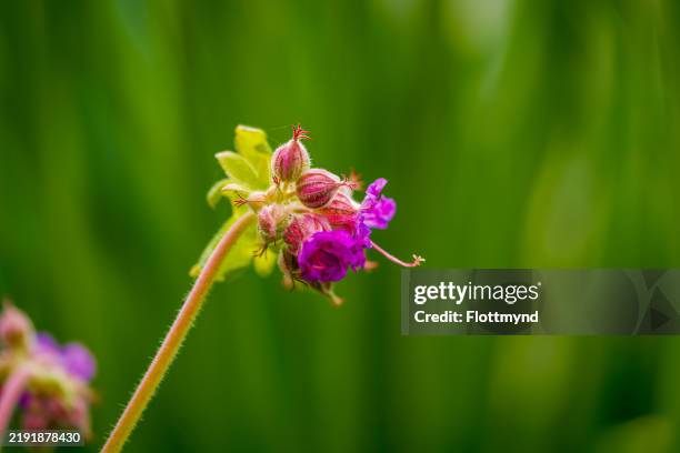 rock crane's-bill - geranium macrorrhizum - geranium macrorrhizum stock pictures, royalty-free photos & images