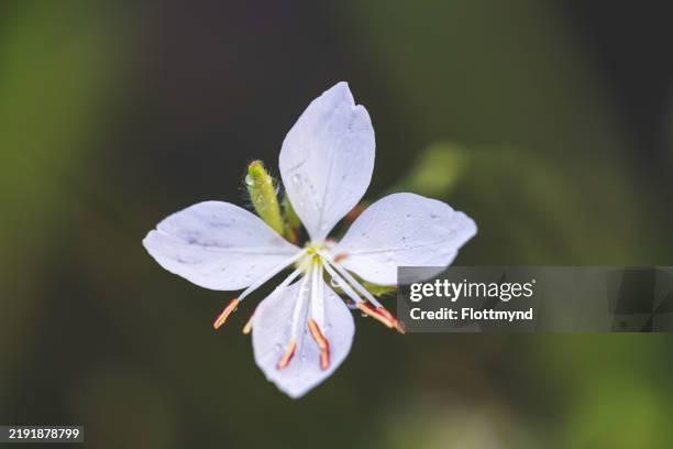 white gaura - oenothera lindheimeri - gaura lindheimeri stock pictures, royalty-free photos & images