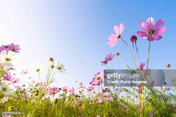 low angle view of pink cosmos flowers with sunlight on blue sky. - weide stockfoto's en -beelden