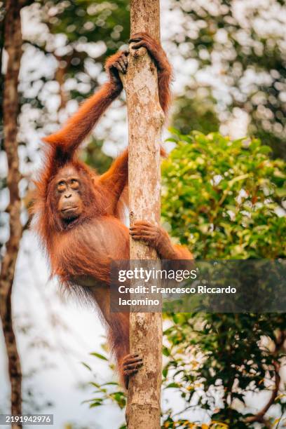 wild male orangutan in the borneo forest. - comedian stock pictures, royalty-free photos & images