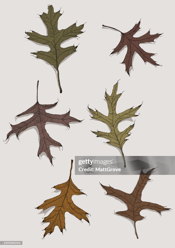 Red Oak
