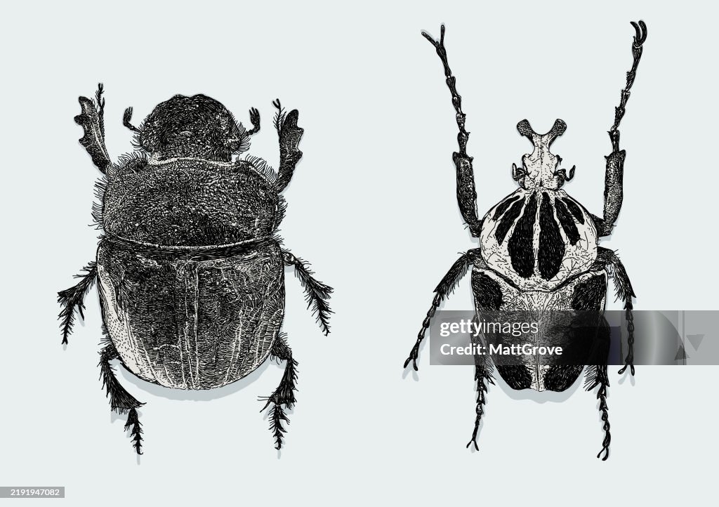 Scarab beetle Royal Goliath beetle