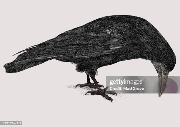 Rook Bird Standing High-Res Vector Graphic - Getty Images