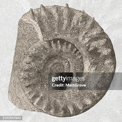 Fossil Fossil