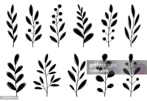 hand drawn plants - eucalyptus leaf stock illustrations