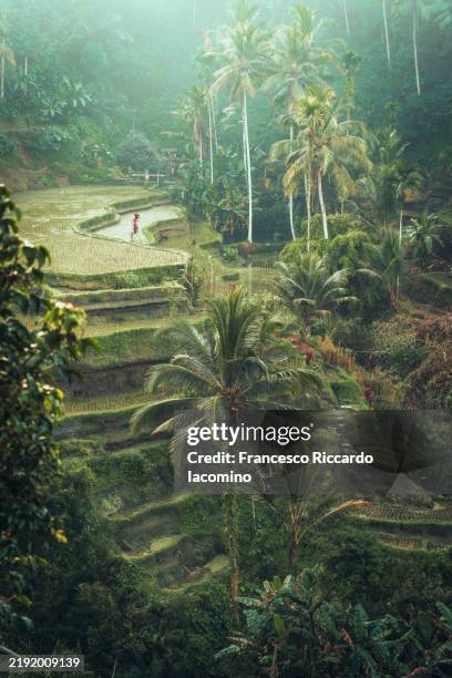 rice terrace fields in bali, low key - ubud stock pictures, royalty-free photos & images