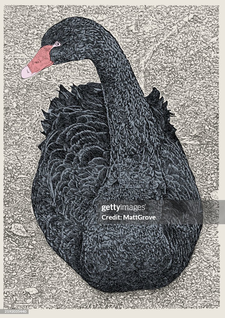 Black Swan Seated