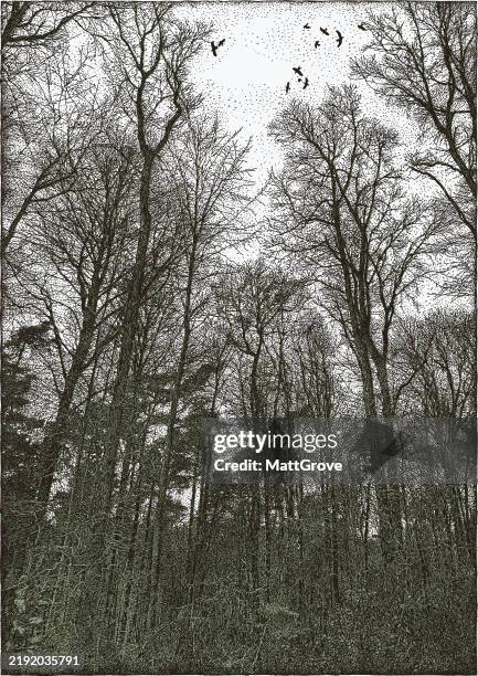 winter forest expanded simplified - tree canopy stock illustrations