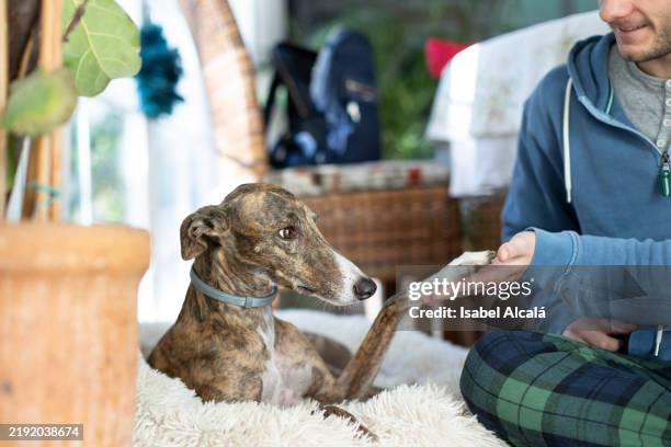greyhound giving paw to owner at home - dog shake hands stock pictures, royalty-free photos & images