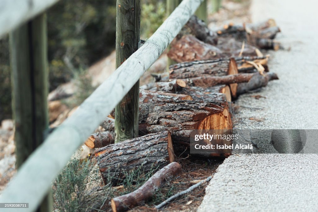 Pile of firewood logs along a wooden fence in a forest
