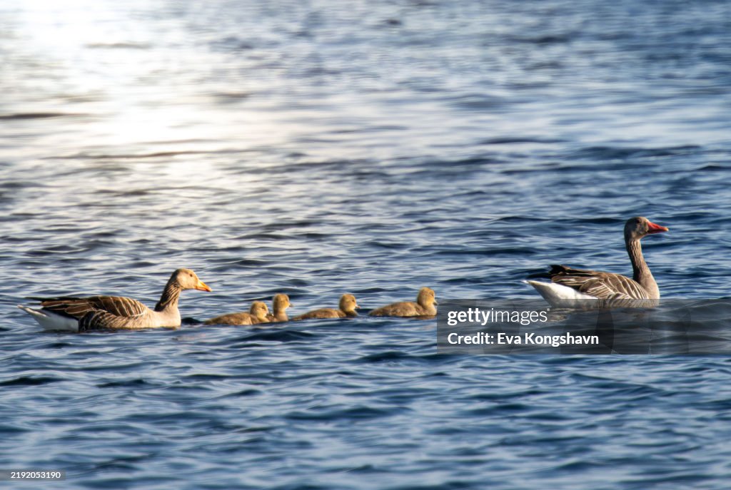 Pappa goose is holding an eye on what is going on around him and the four goslings are safe between him and mama goose