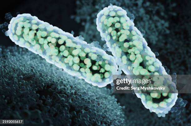 Beaded Rods Microscope 112 Rod Shaped Bacteria Microscope Stock Photos, High-Res Pictures, and ...