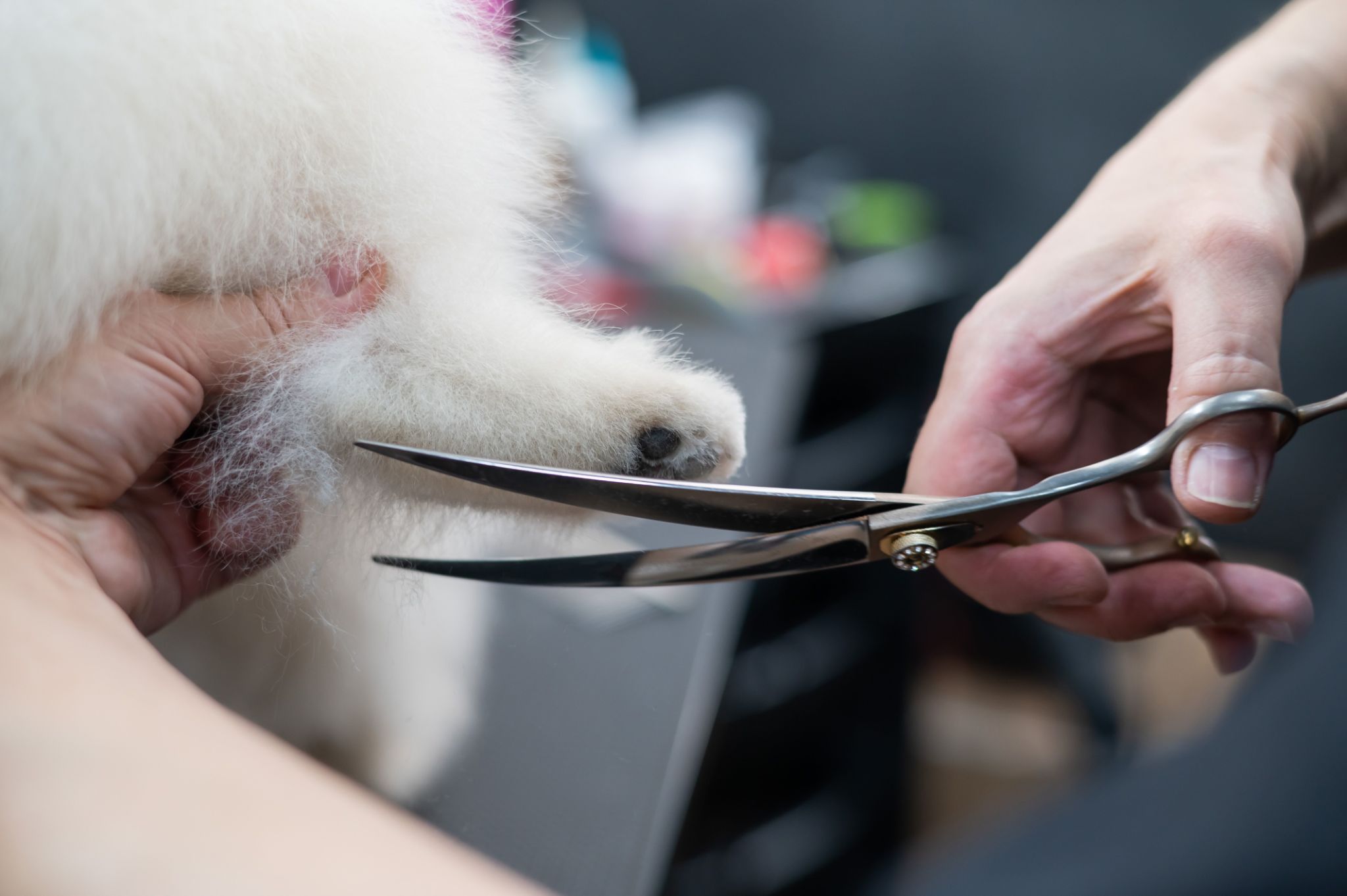 pet grooming professional