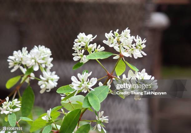 closed-up of tiny white flower - jasmine stock pictures, royalty-free photos & images