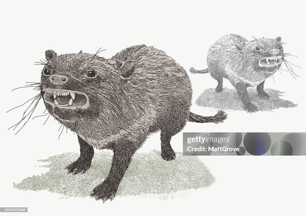 Tasmanian Devil