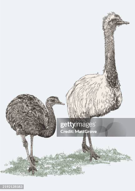 82 Emu Drawing Stock Photos, High-Res Pictures, and Images - Getty