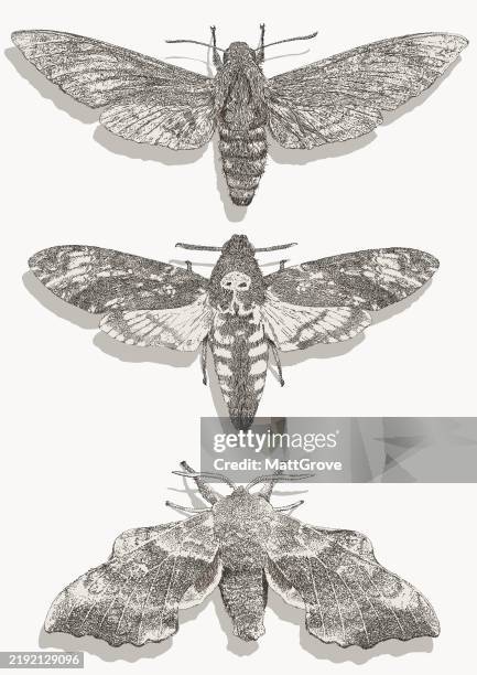 hawk moths & sphinx moths - moth stock illustrations
