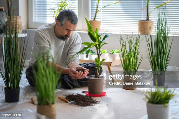 la virilité moderne. homme mûr maison jardinage, rempotage des plantes - main verte photos et images de collection