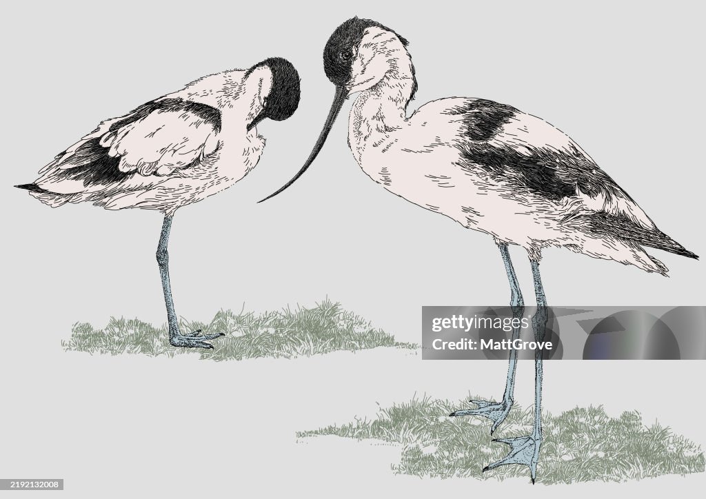 Avocet Birds