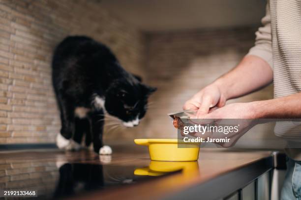 man and his black cat together in home kitchen - feeding cat stock pictures, royalty-free photos & images