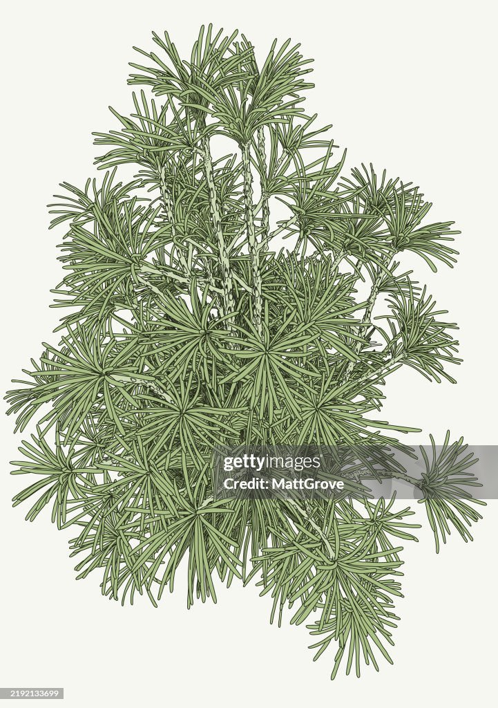 Japanese Umbrella Pine