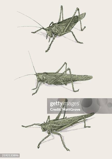 crickets grasshopper - cricket insect illustration stock illustrations