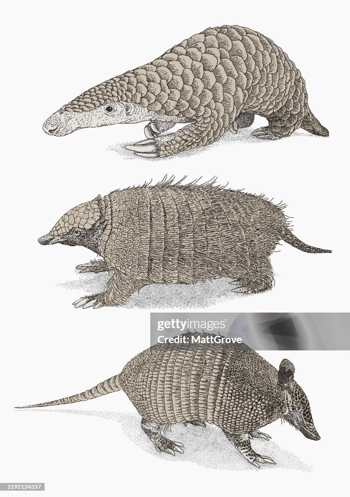Nine-Banded Armadillo Hairy Armadillo & Pangolin