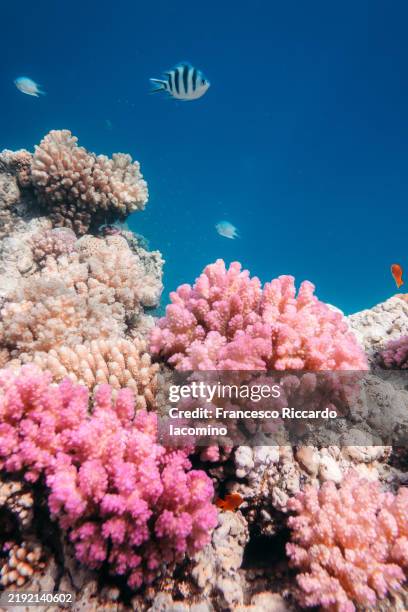 underwater coral reef and sea life, marsa alam, red sea, egypt - tropischer fisch stock-fotos und bilder