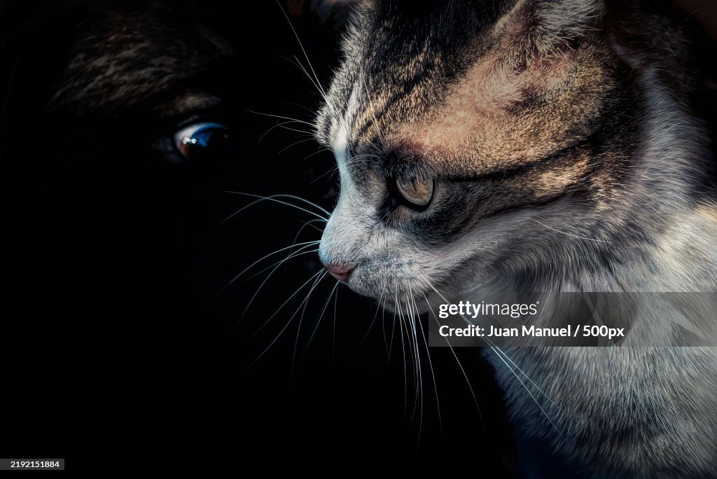 Close-up of cat