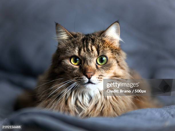 Maincor Cat 5,352 Main Coon Cat Stock Photos, High-Res Pictures, and Images - Getty ...
