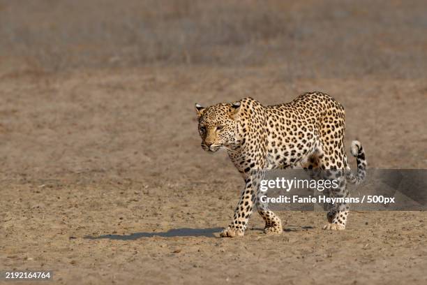 side view of a cheetah walking - african leopard stock pictures, royalty-free photos & images