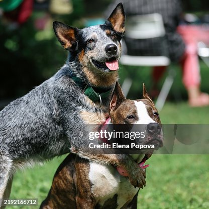 Two Dogs Playing And Posing For Pictures Together In The City Park Two Dogs Playing And Posing For Pictures Together In The City Park