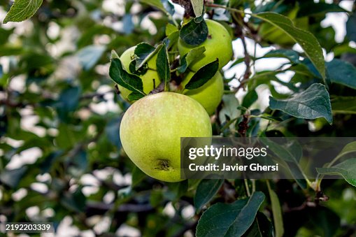 Apple tree Apple tree