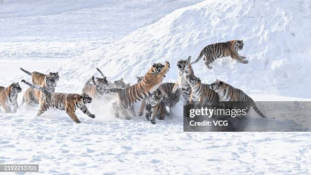 Siberian tigers frolic in the snow at the Hengdaohezi Siberian tiger park on January 1, 2025 in Hailin, Mudanjiang City, Heilongjiang Province of...