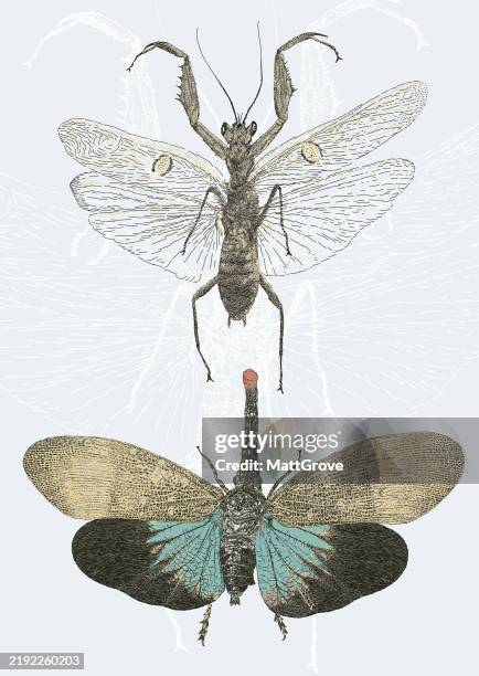 lanternfly, lantrn bug, jeweled flower mantis insect - praying mantis stock illustrations