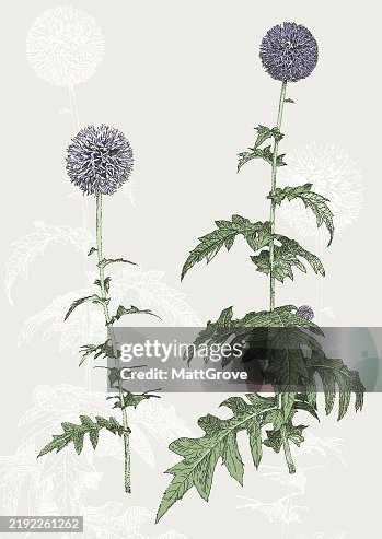 Blue Globe Thistle Blue Globe Thistle