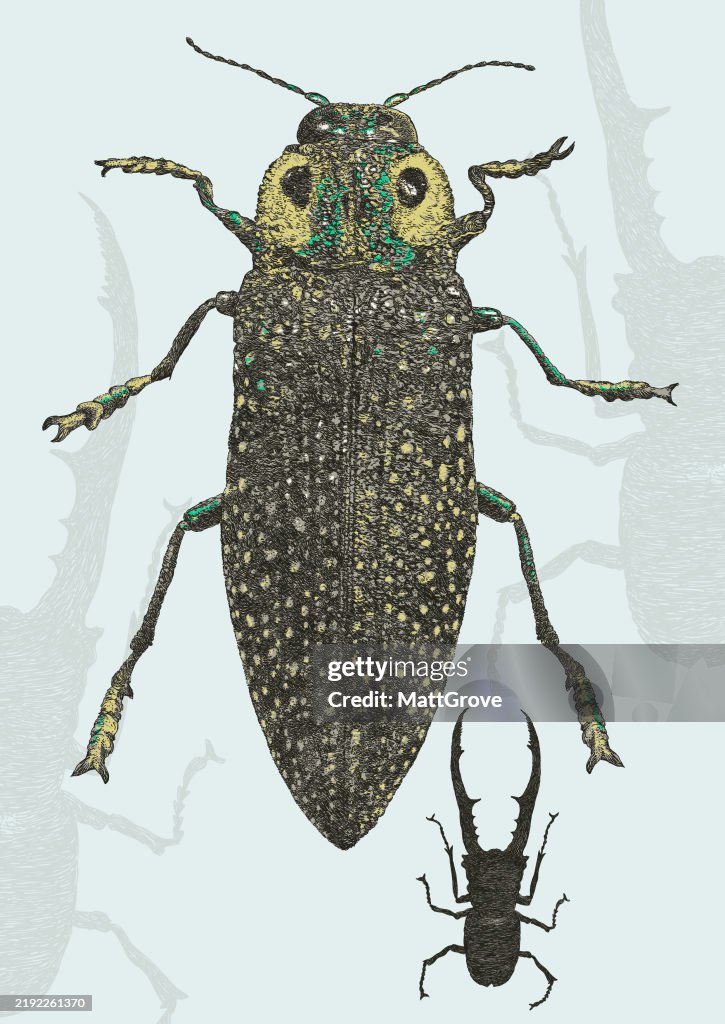 Jewel Beetle & Stag Beetle