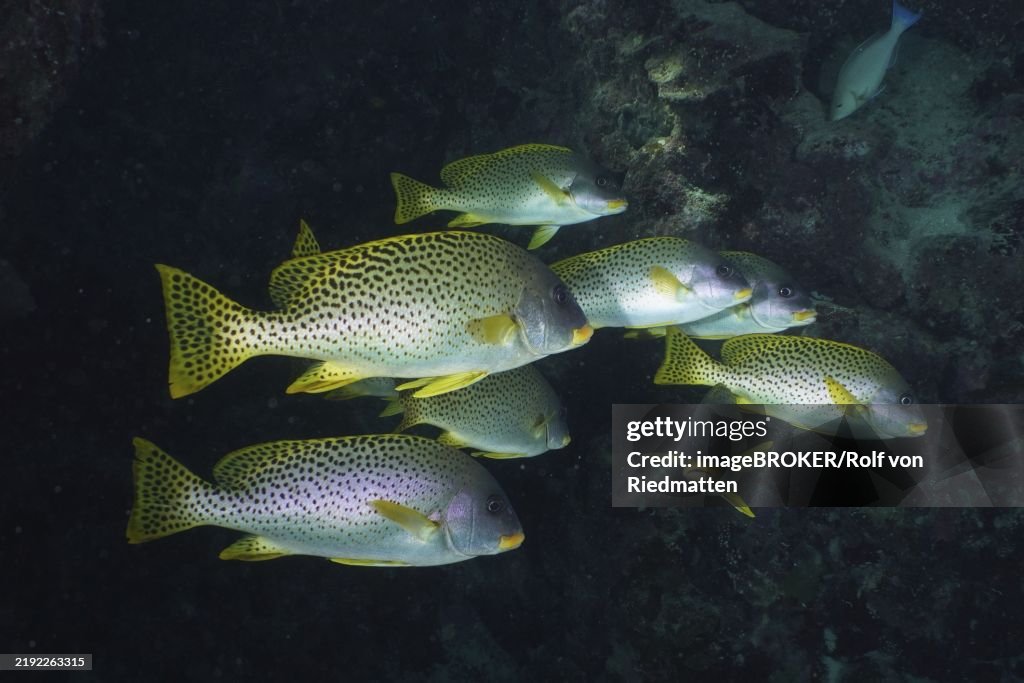Shoal of spotted black spotted sweetlips (Plectorhinchus gaterinus) in the reef, swimming in the darkness of the sea, Dangerous Reef dive site, St Johns Reef, Saint Johns, Red Sea, Egypt, Africa