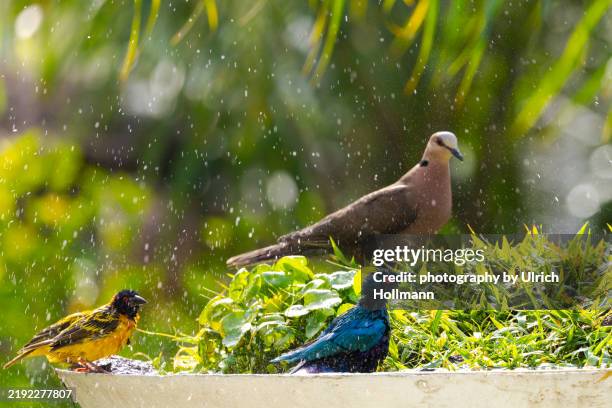 birds enjoying a fountain in a tropical garden, senegal - turtle dove stock pictures, royalty-free photos & images
