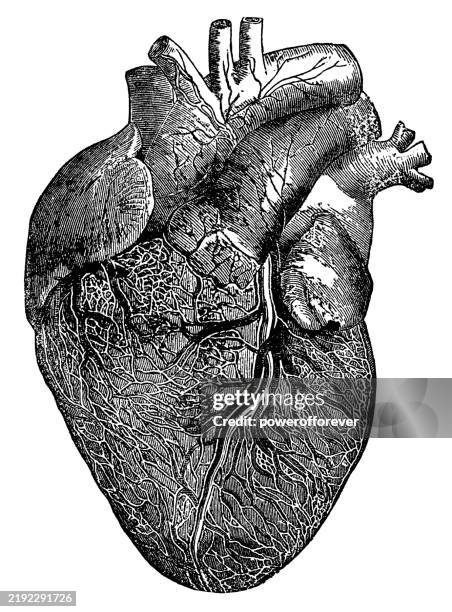 stockillustraties, clipart, cartoons en iconen met medical illustration of a human heart - 19th century - menselijk hart