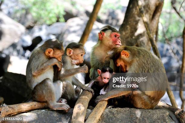 monkey family in the tree, india. - monkey life stock pictures, royalty-free photos & images