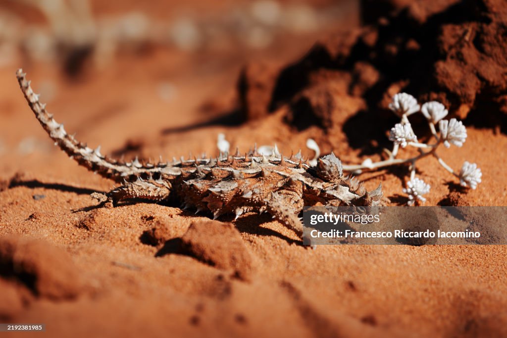Thorny Devil dragon, Western Australia