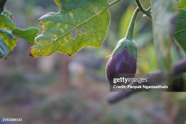 solanum torvum, pea eggplant, plate brush green vegetable tree blooming in garden on nature background - aubergine stock pictures, royalty-free photos & images