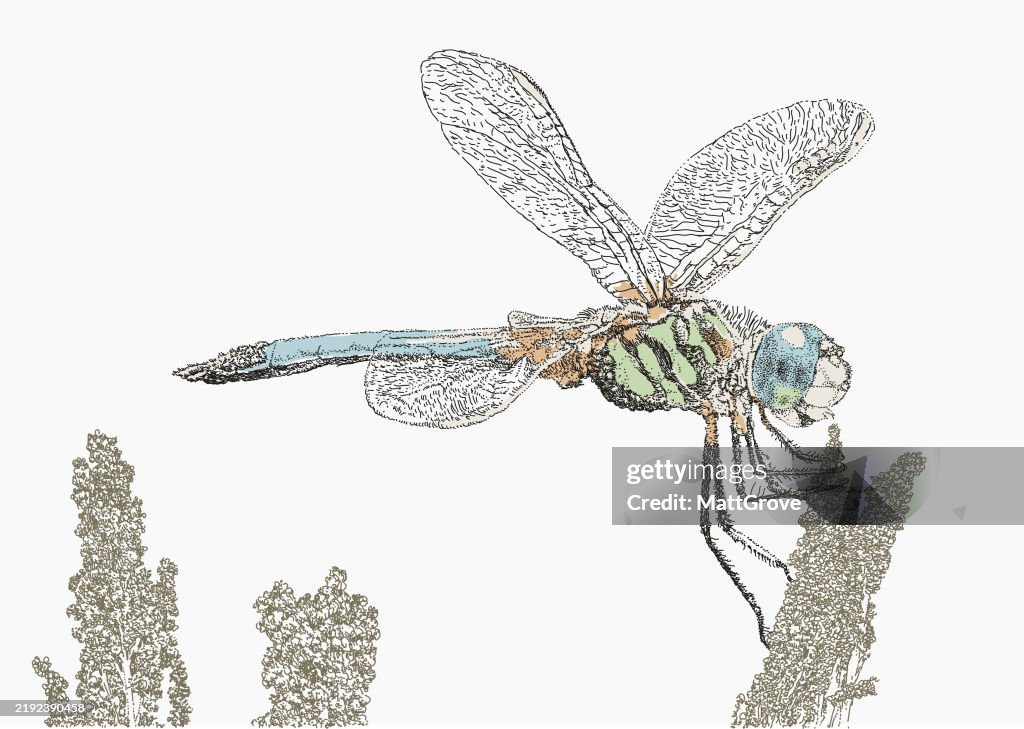 Dragonfly