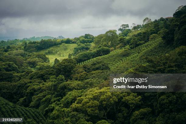 green hills and forests of costa rica’s coffee region - plantação imagens e fotografias de stock