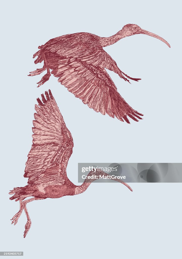 Scarlet Ibis in Flight
