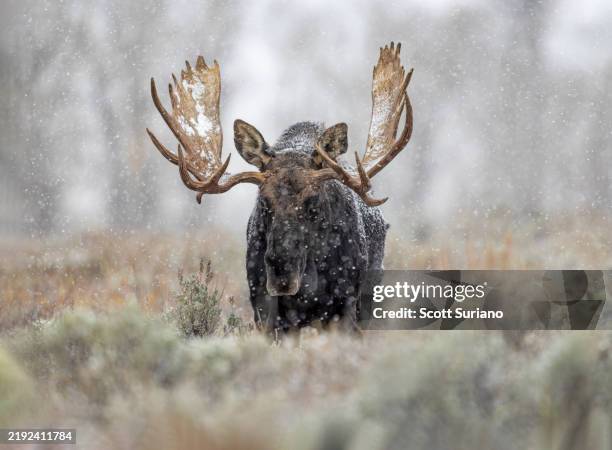 High Resolution Moose 347 Moose Shape Stock Photos, High-Res Pictures, and Images - Getty Images