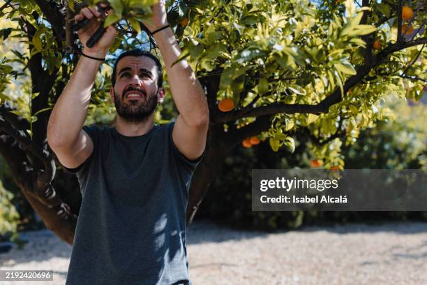 farmer pruning an orange tree in his orchard - árboles frutales fotografías e imágenes de stock