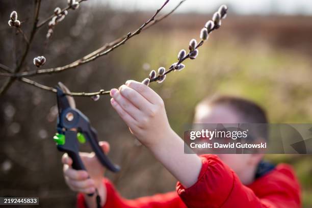 a child cutting a branch with easter catkins - pussy willow stock pictures, royalty-free photos & images
